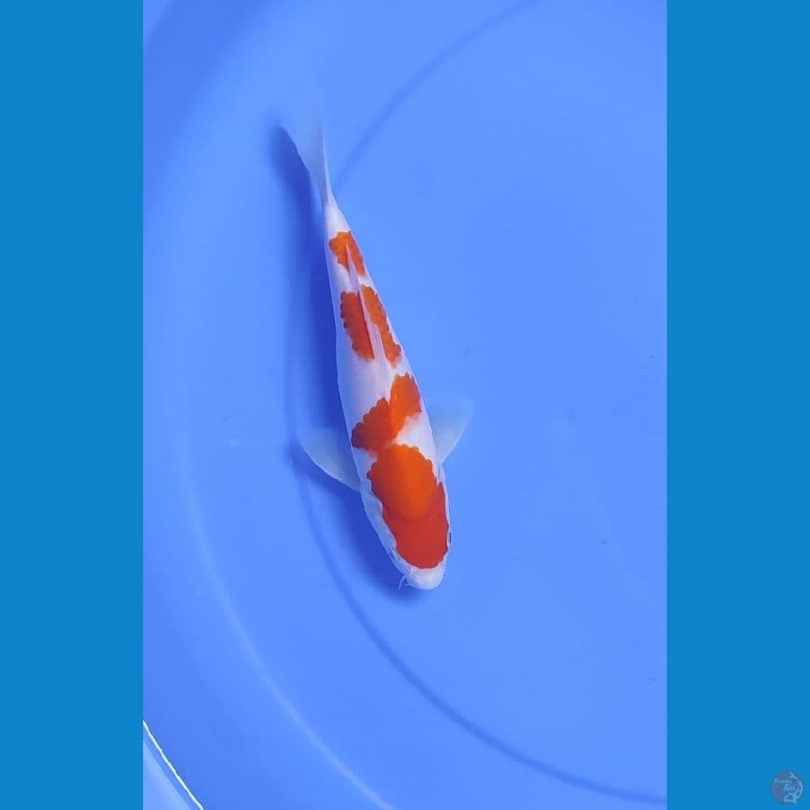 Kohaku Male size 23 cm