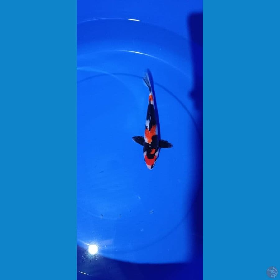 Showa Male size 22 cm