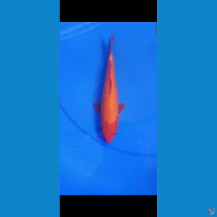 Benigoi Male size 22 cm