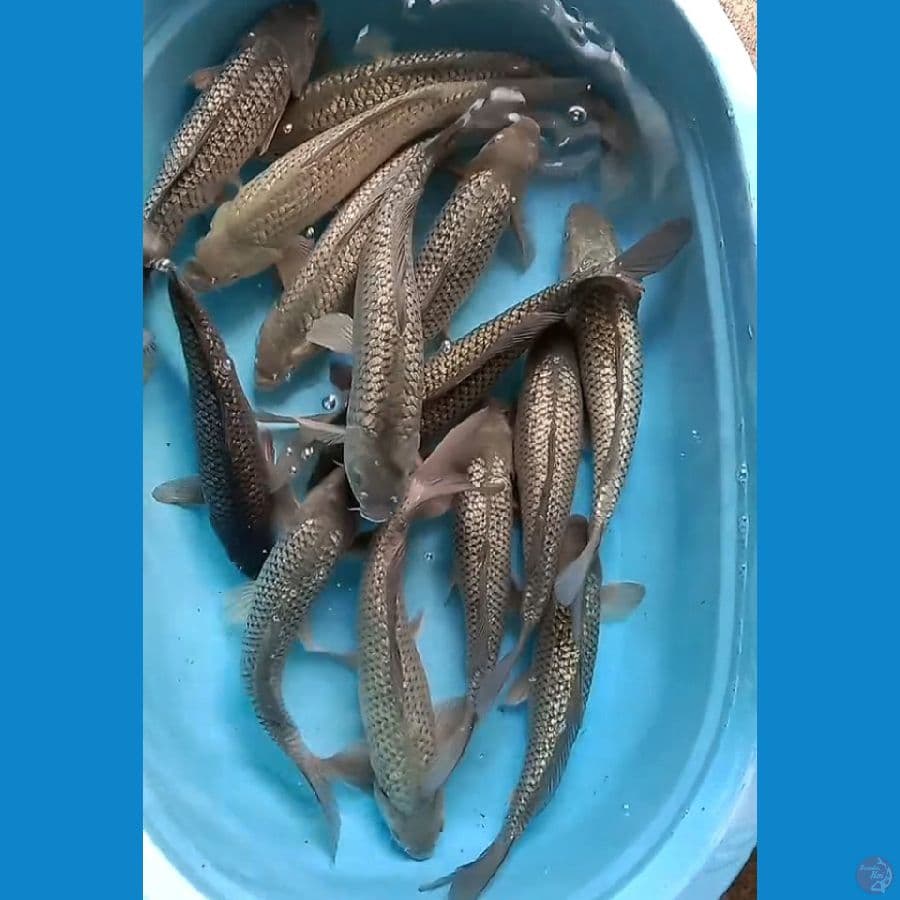 mix soragoi