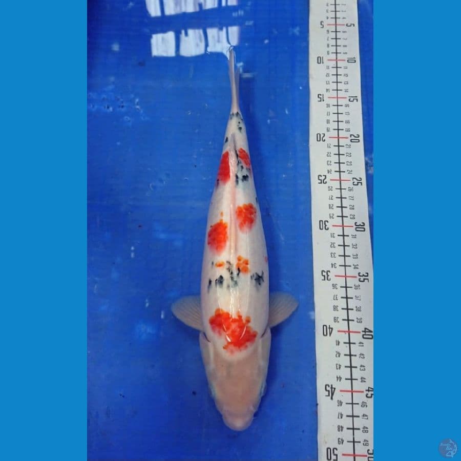 36cm Sanke Bulky
