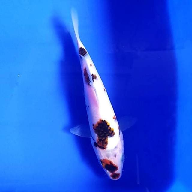 Kucibeni goromo