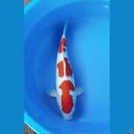 Kohaku 46cm Female Halus ORI