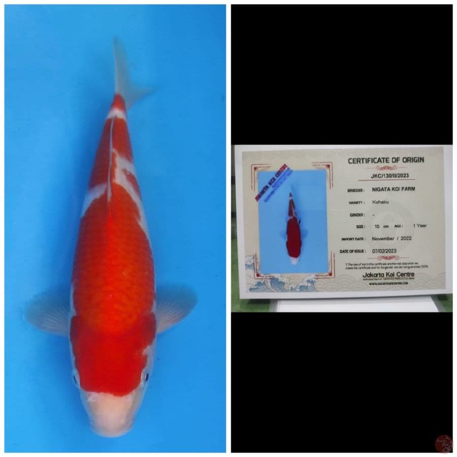 Nigata Kohaku 