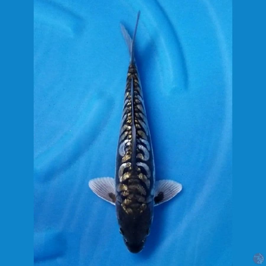 ARAGOKE GINRIN 33 CM MALE