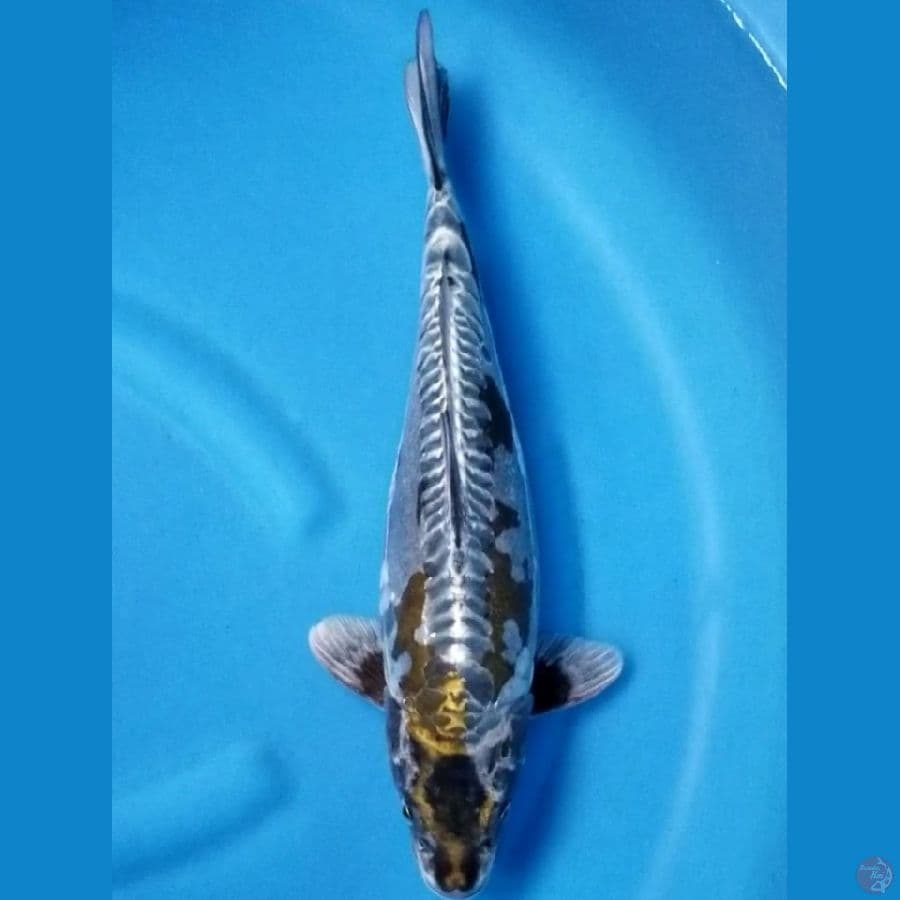 KAWARIMONO 40 CM FM