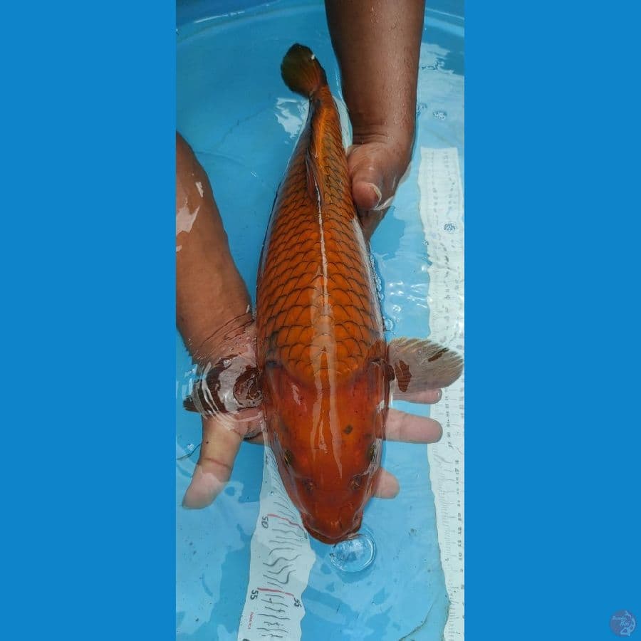 chagoi tembaga merah bata 50cm berpunok