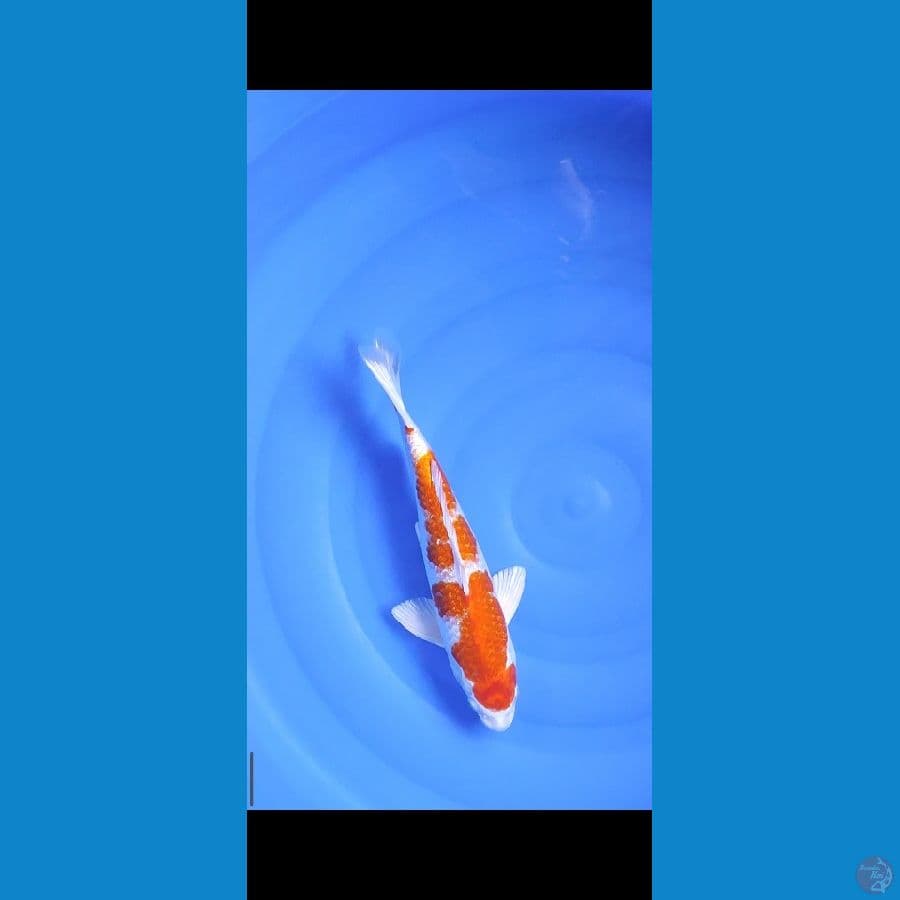 Sakura Ogon Male size 33 cm