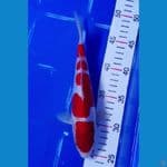 Doitsu Kohaku Murni merah strong 25cm Male SQ