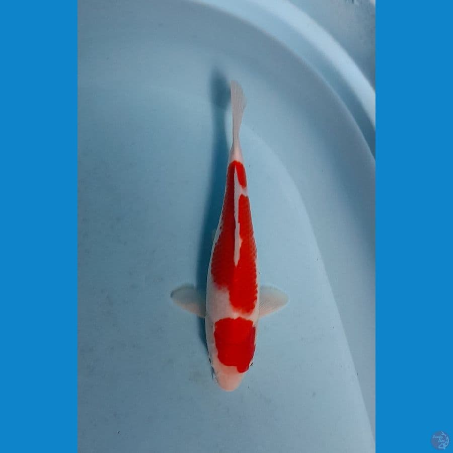kohaku F1 25 cm