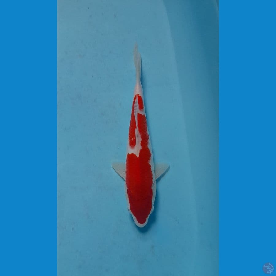 kohaku F1 26 cm