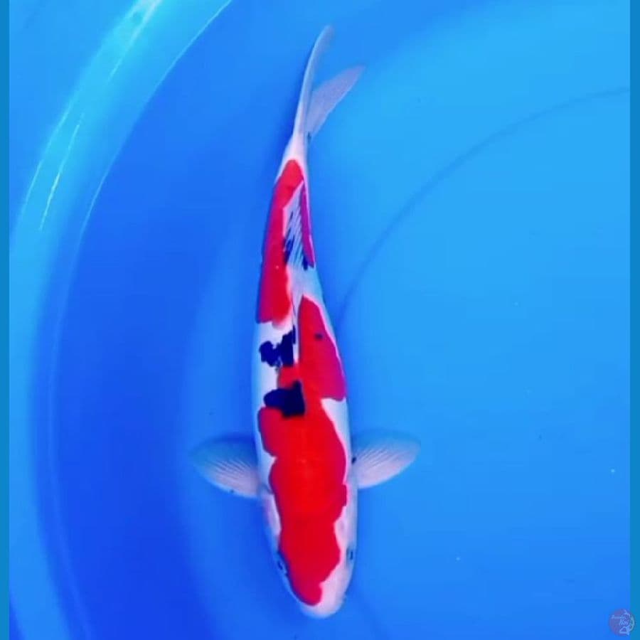 35cm SQ DOITSU INAZUMA SANKE