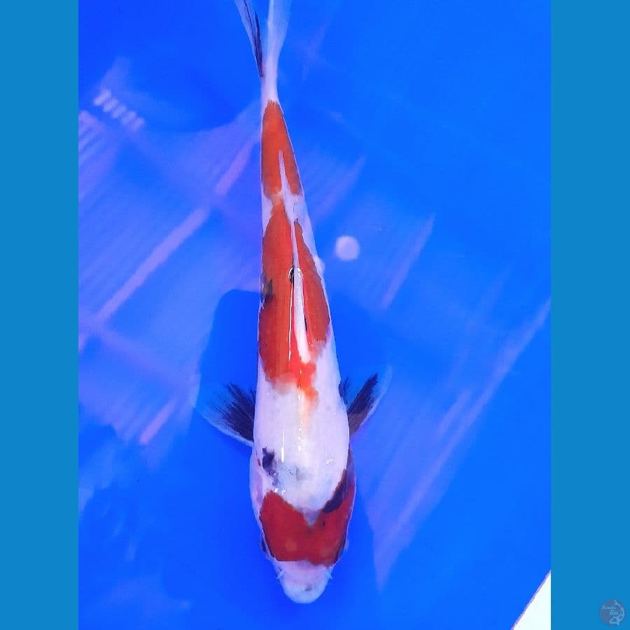 SHOWA (19CM)