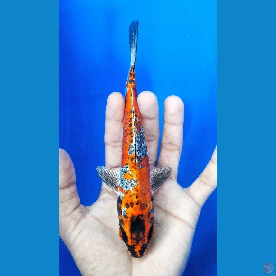 KIKO (18CM)