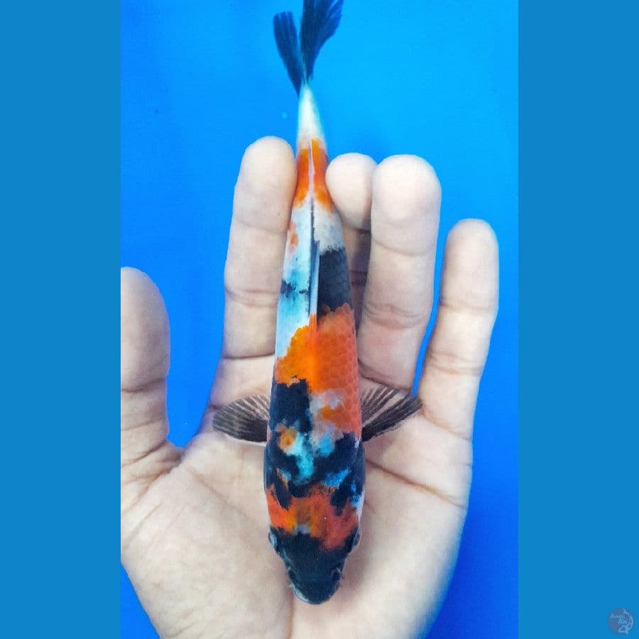 SHOWA (16CM)