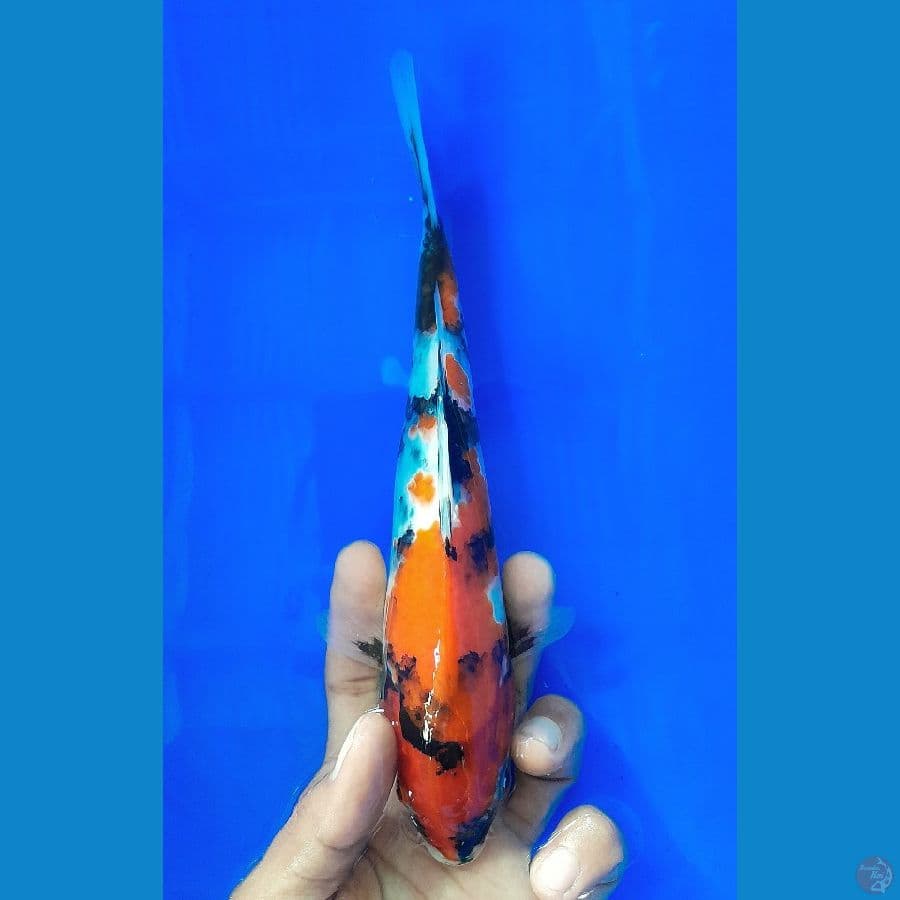 SHOWA (22CM)