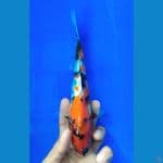SHOWA (22CM)