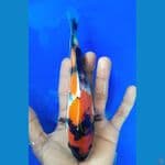 SHOWA (20CM)