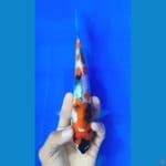 SHOWA (22CM)