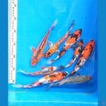 PAKET MIX (15-22CM)
