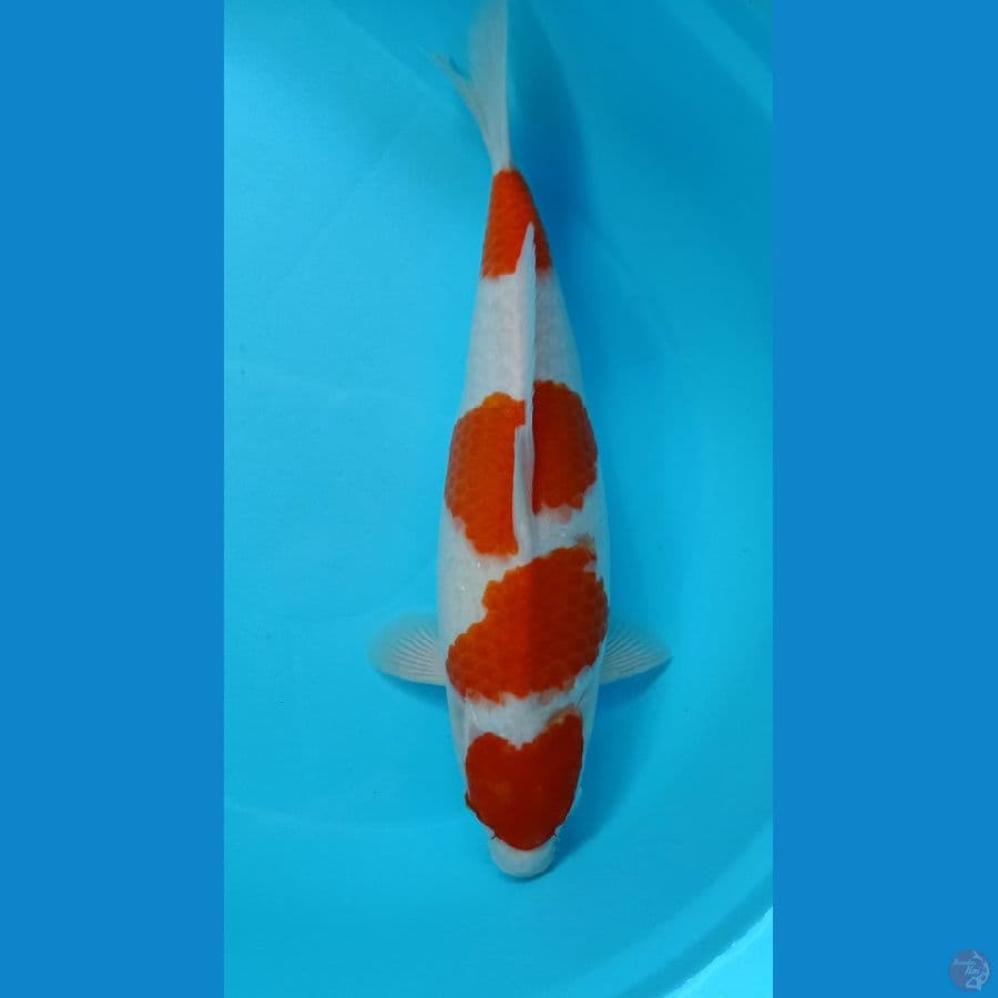 KOHAKU 39CM FEMALE