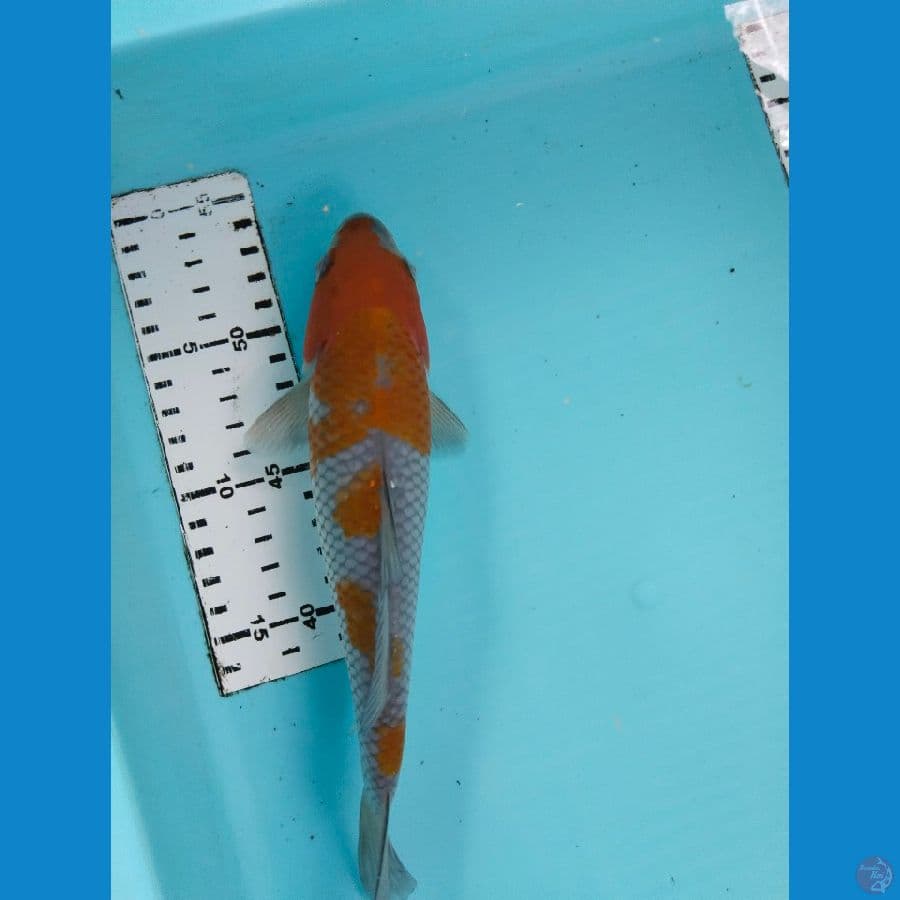 ochiba 29cm
