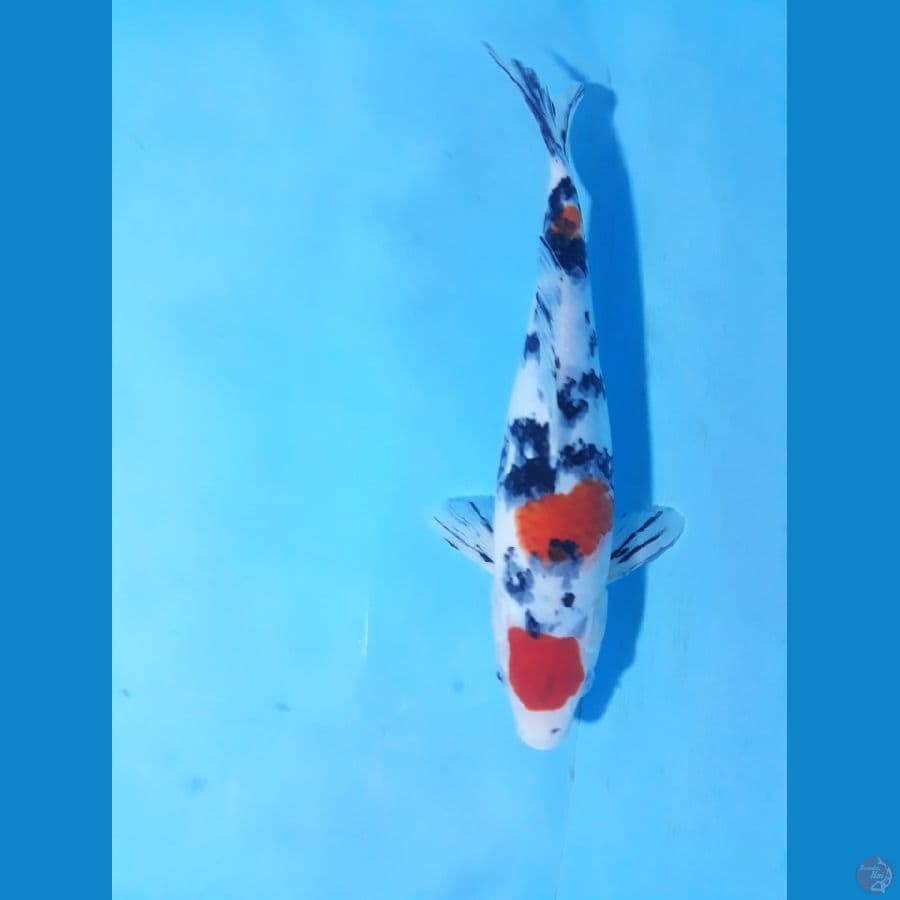 sanke 30cm