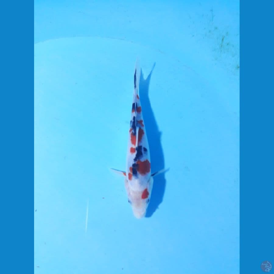 sanke 17cm 