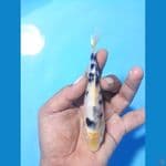 beko 14cm 