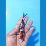 sanke 12cm 