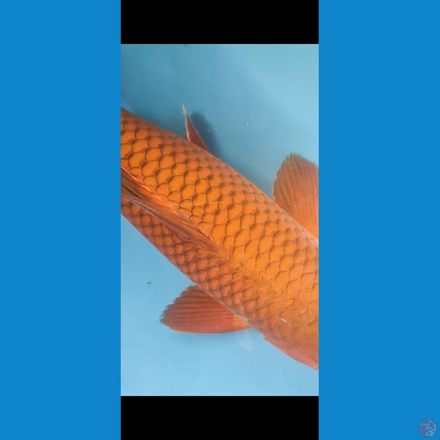chagoi tembaga 39 cm