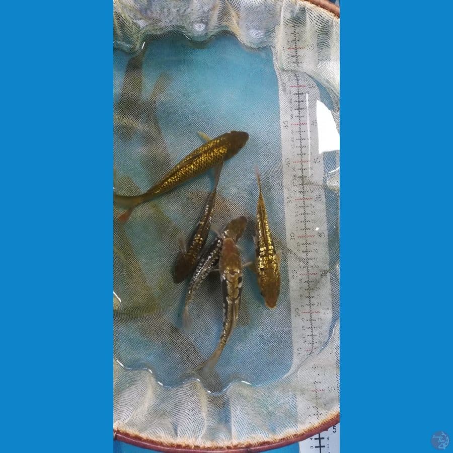 16-18cm