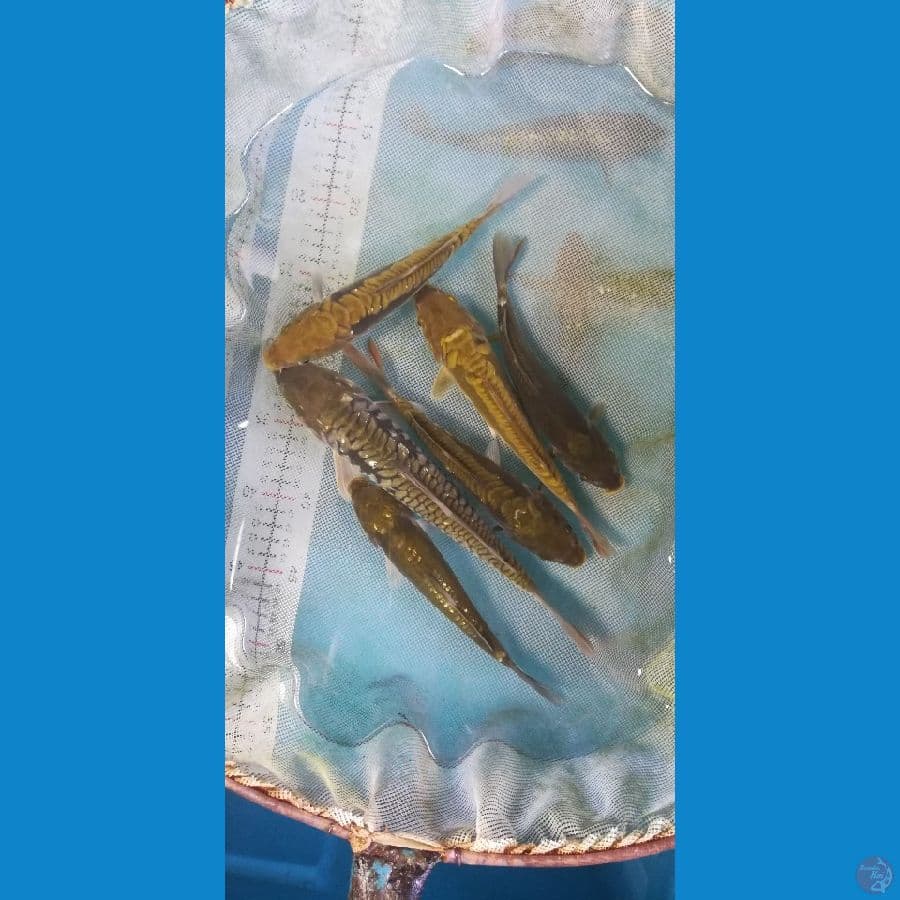 16-25cm