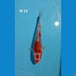 Goshiki maru 23cm- M