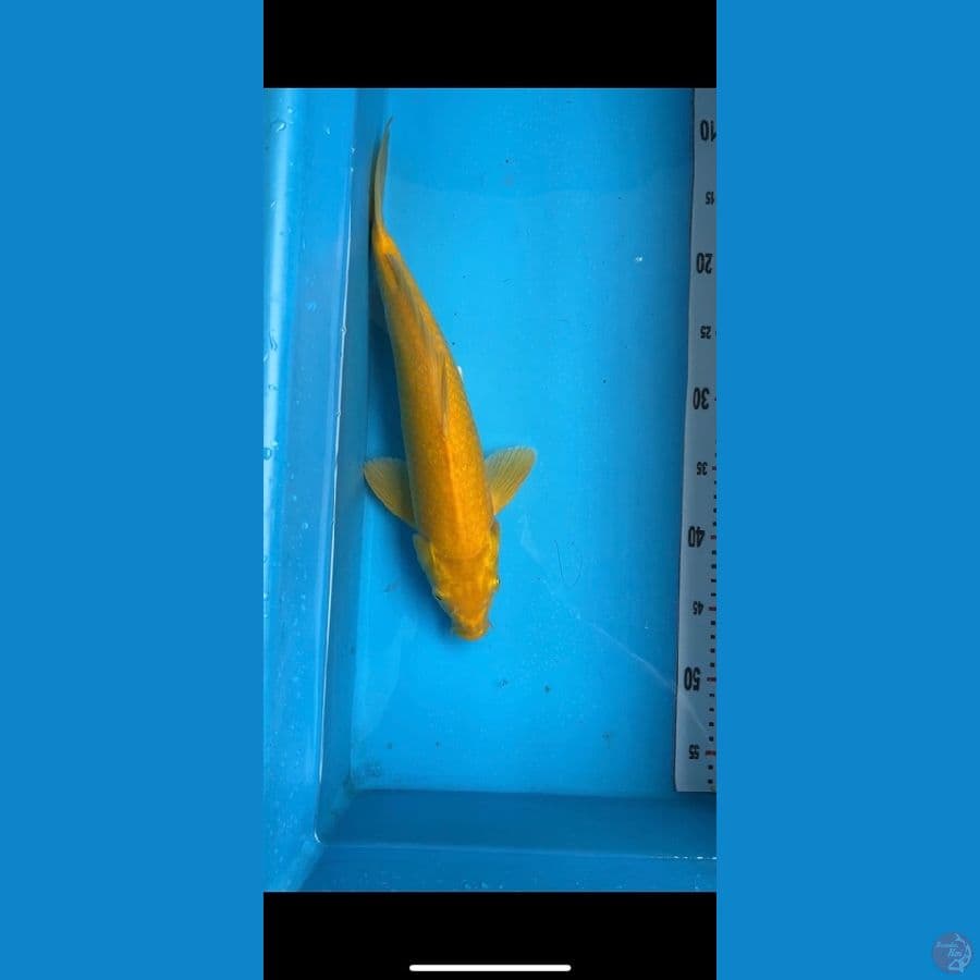 karasi lemon