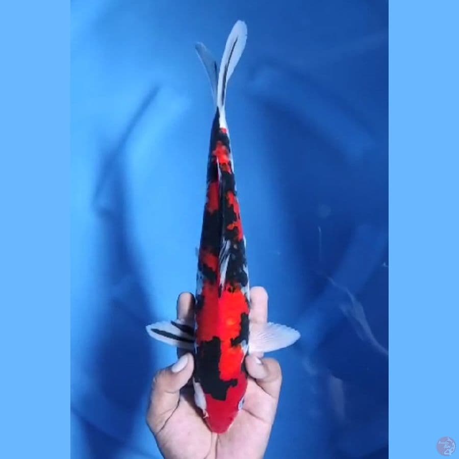 ( 30CM ) SHOWA STRONG - MALE