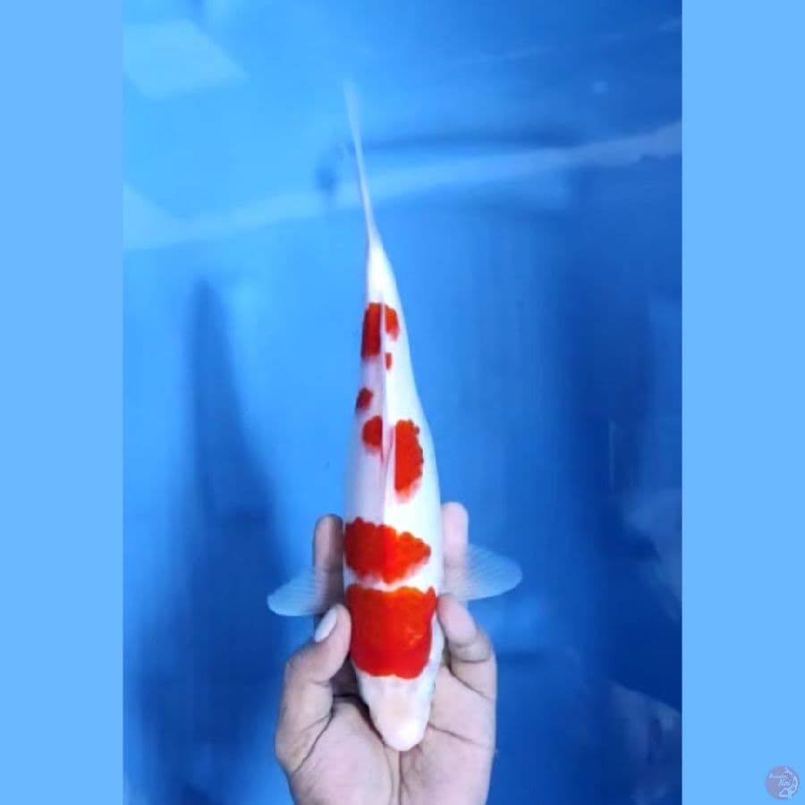 ( 28CM ) KOHAKU - FEMALE