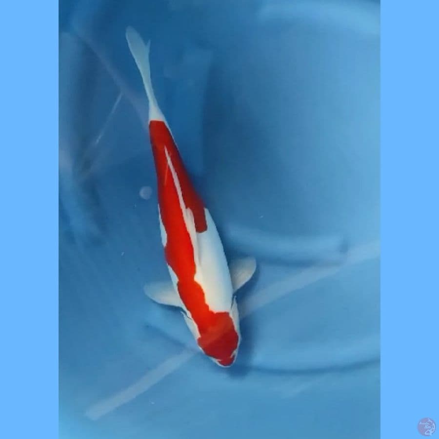 ( 39CM ) KOHAKU DOITSU MURNI - FEMALE