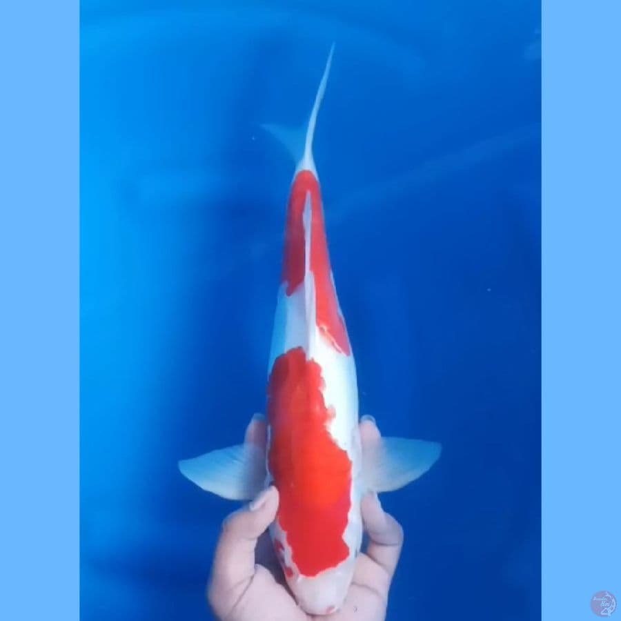 ( 39CM ) KOHAKU DOITSU ARAGOKE - FEMALE
