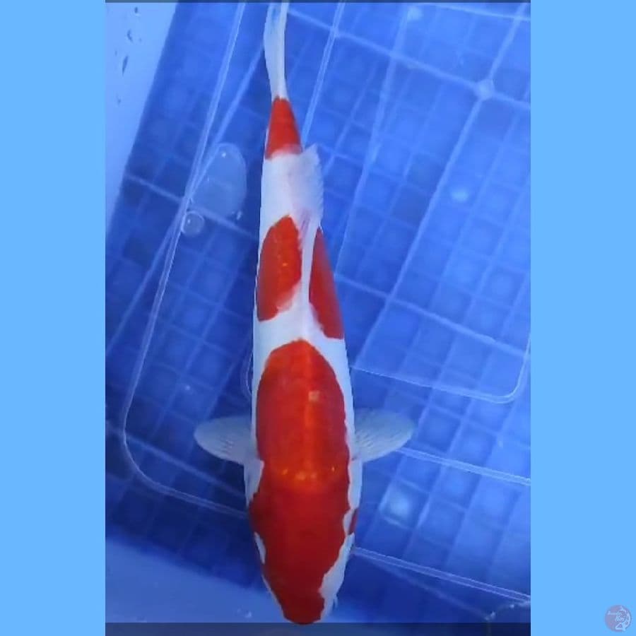 ( 24CM ) KOHAKU DOITSU ORIGINAL - FEMALE 