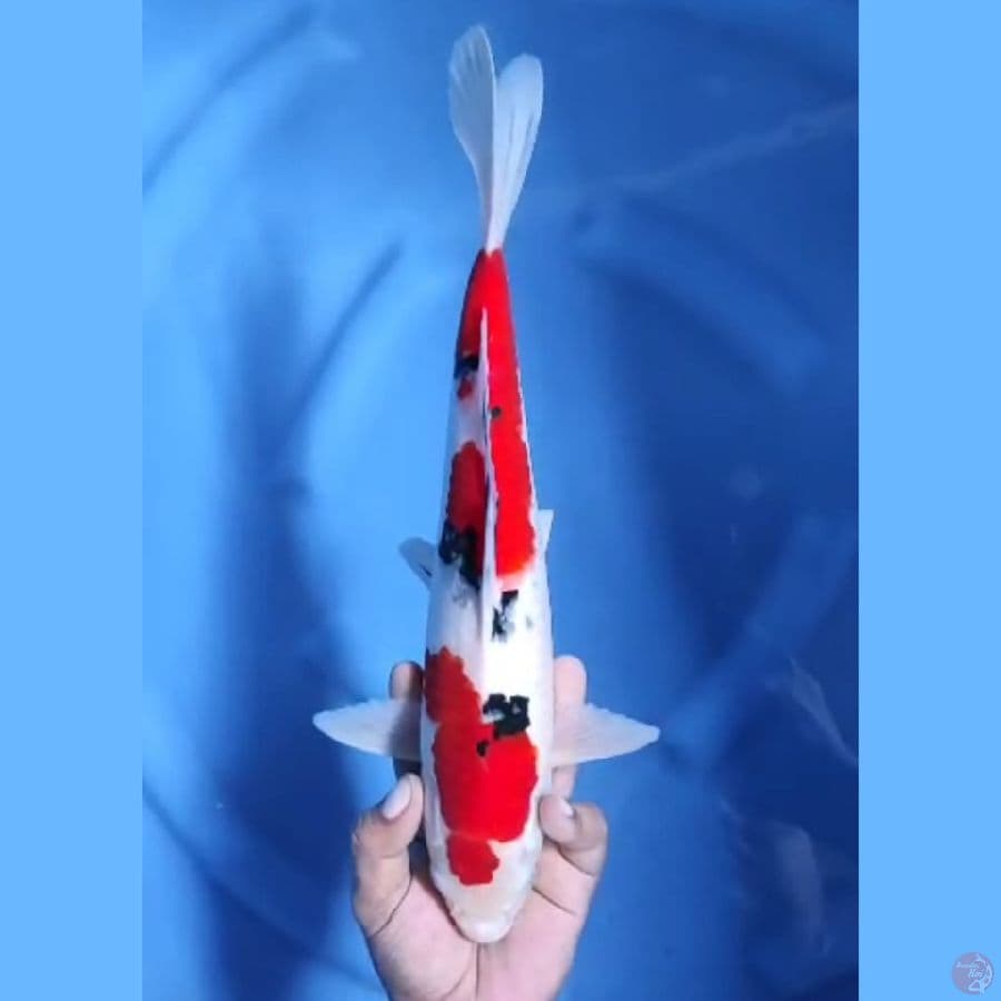 ( 34CM ) SANKE STRONG - MALE