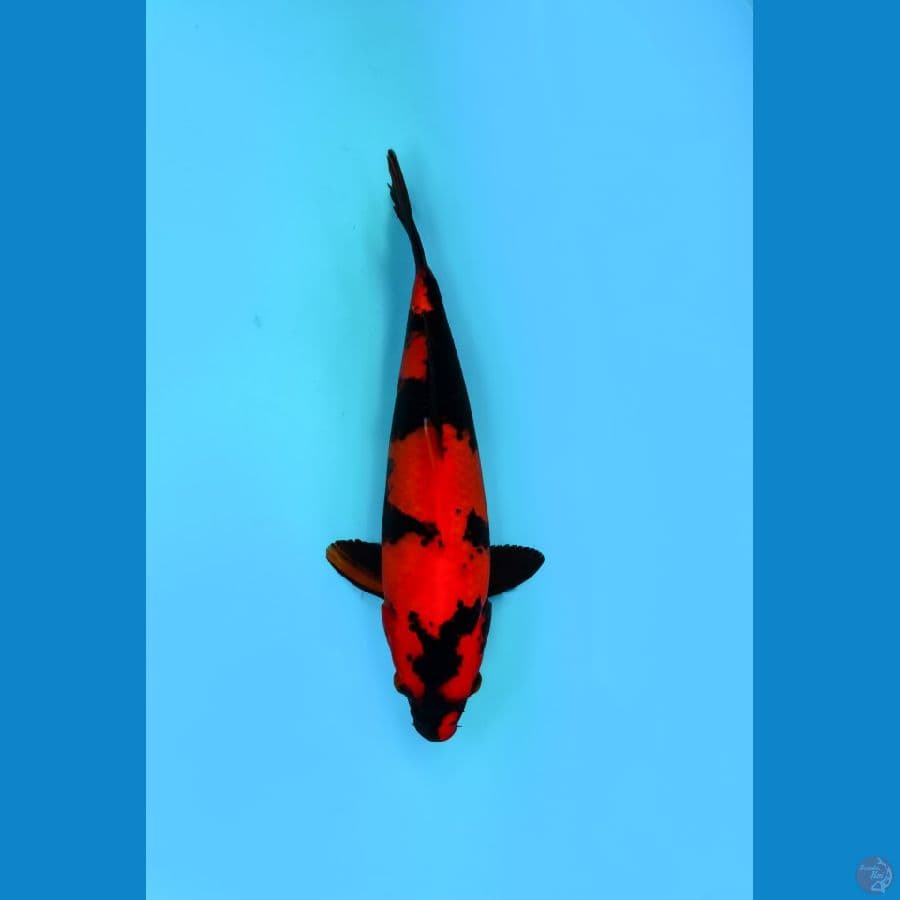 Hi Utsuri, 30cm male????