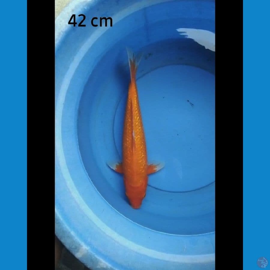 Benigoi ginrin 42 cm