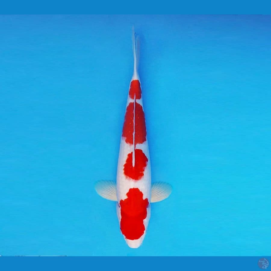 KOIBITO 1 ~ Kohaku 29 cm/male ™