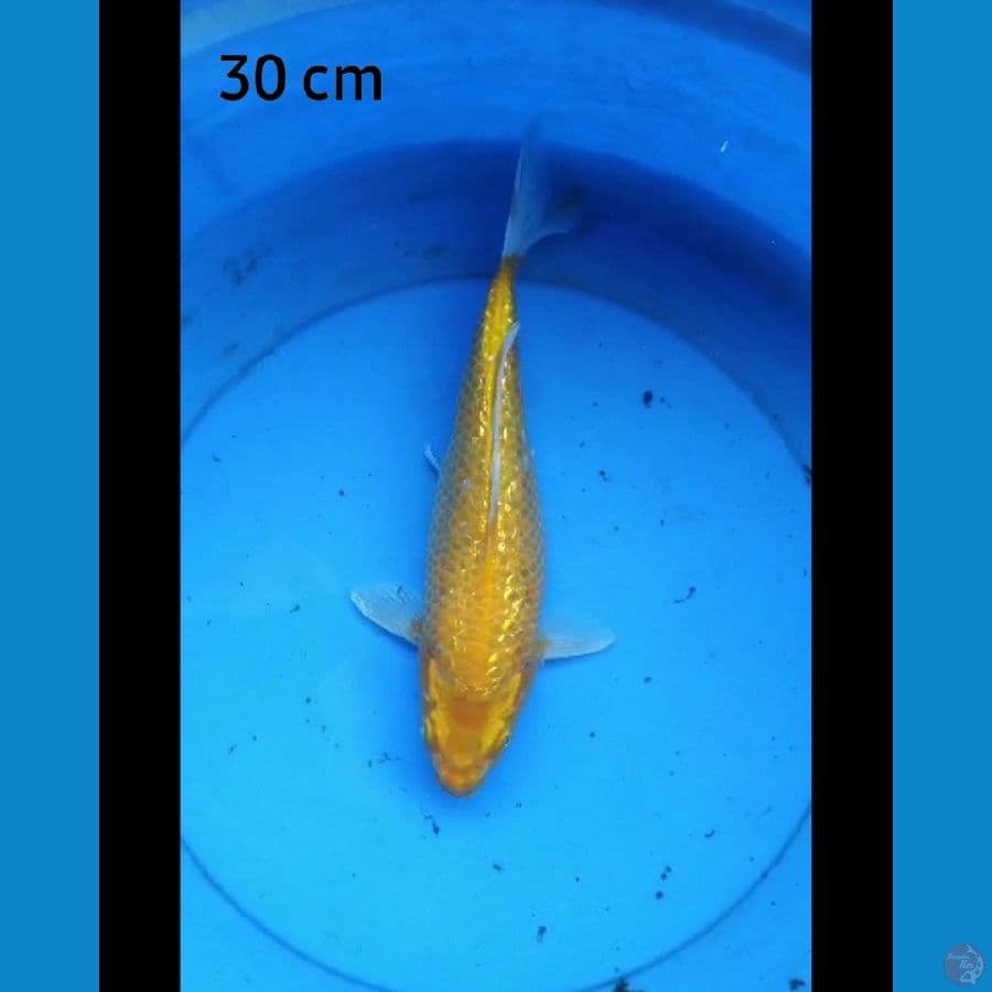 Yamabuki ginrin 30 cm punuk bulky