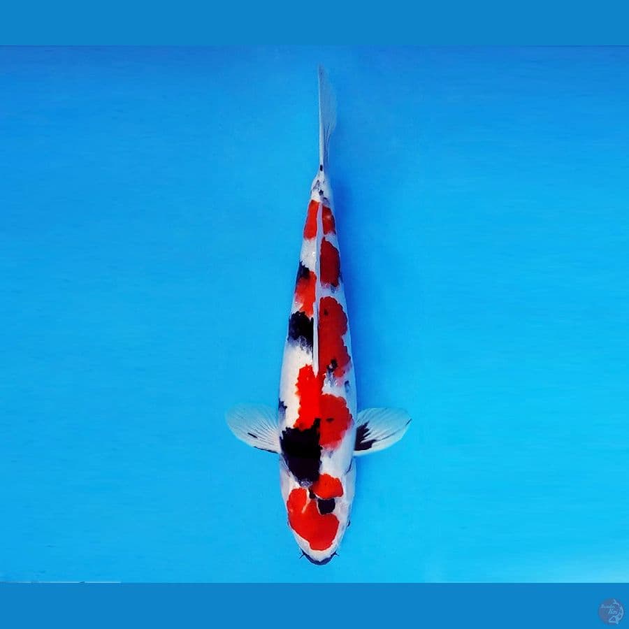 KOIBITO 7 ~ Showa Evolution 32 cm/male ™