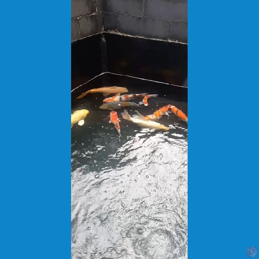 koi impor