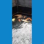 koi impor
