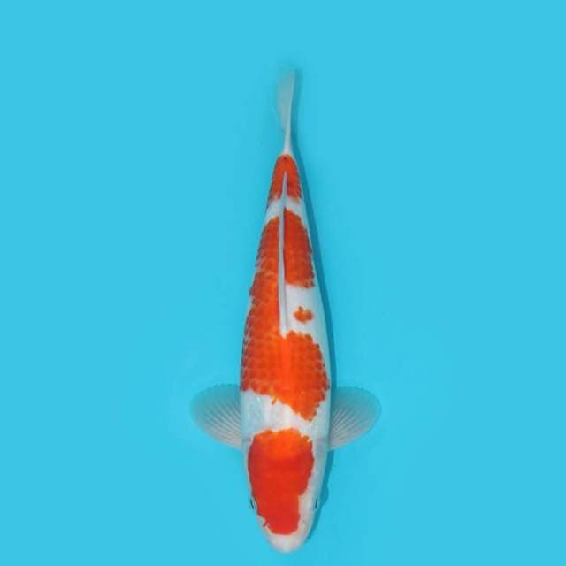 YG_KOHAKU_29 CM
