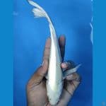 #KUMPAY PLATINUM #SIZE 27 CM 
